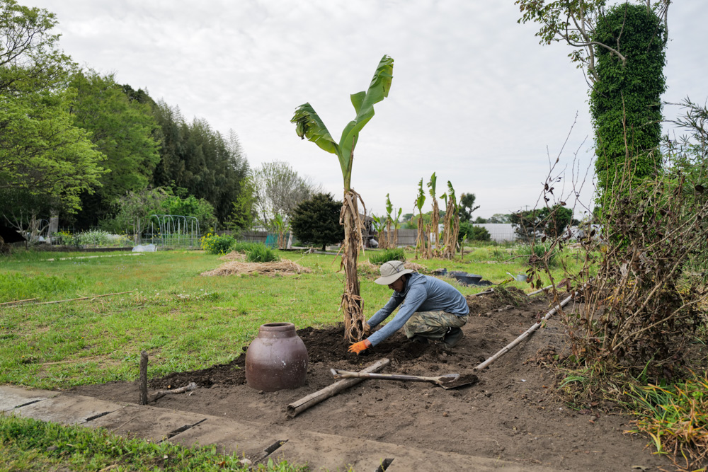 田んぼに植えた芭蕉の移植