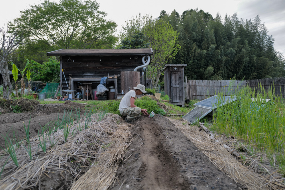 茶豆の種下ろし