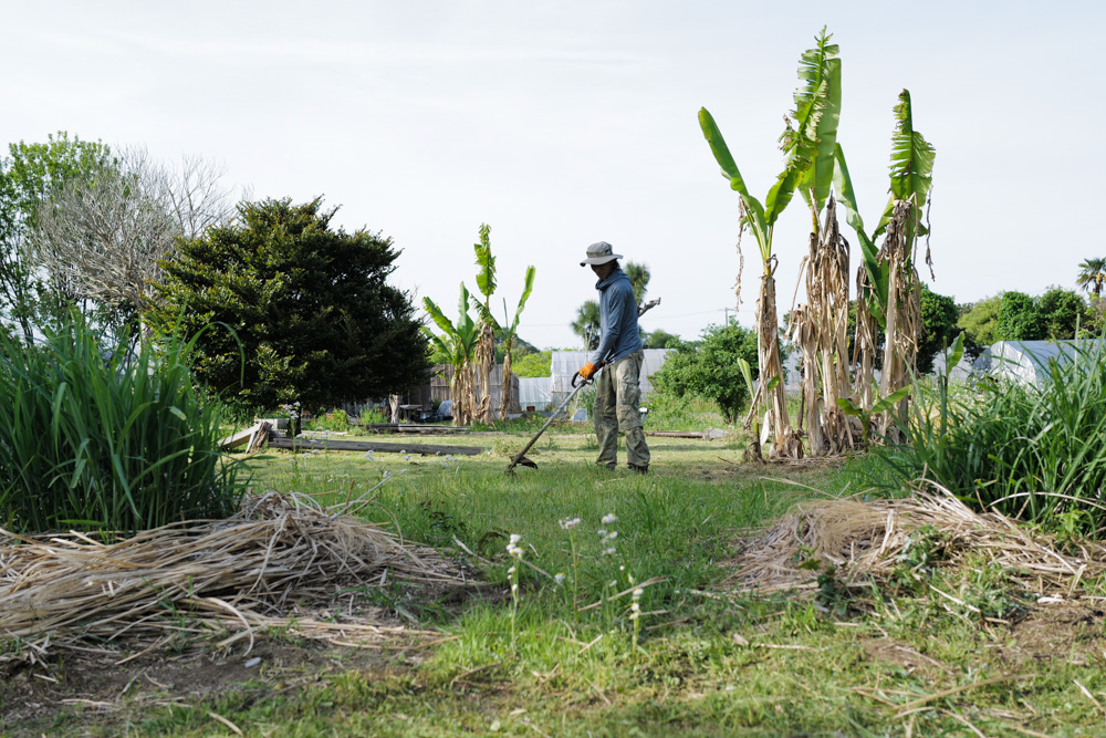 春土用の間日に野良仕事　残渣を燃やす、耕起、草刈り、ズッキーニ、イタリアントマトの苗を植える