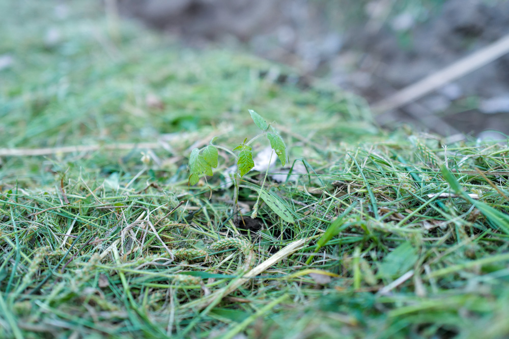 春土用の間日に野良仕事　残渣を燃やす、耕起、草刈り、ズッキーニ、イタリアントマトの苗を植える