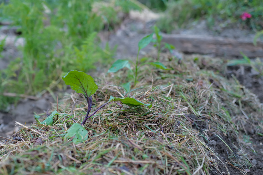 春土用の間日に野良仕事　残渣を燃やす、耕起、草刈り、ズッキーニ、イタリアントマトの苗を植える