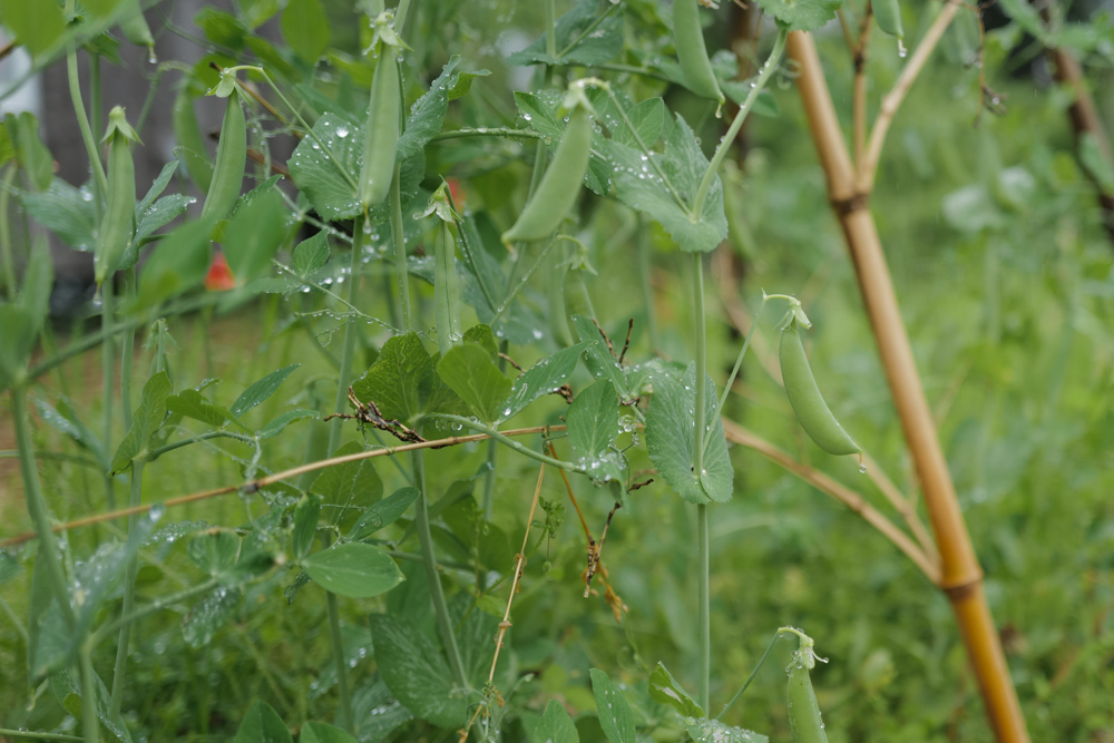 雨のち曇りのち雨　ピーナッツの種下ろしと雑草取りとナスの定植 GeoDome4にフライシートを張る