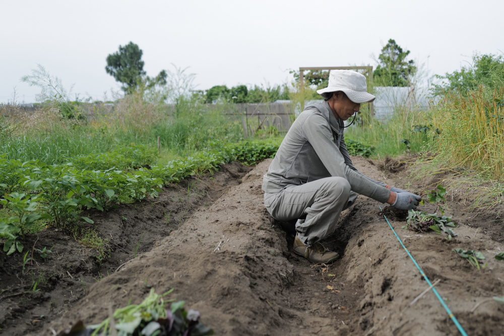ジャンボタニシにやられた田んぼの雑草取りDAY2とさつまいもの苗を植え付ける
