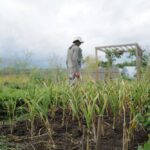 間も無く収穫を迎えるニンニク畑の雑草抜きとパーゴラの竹垣修復DAY2