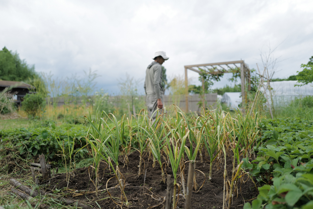 間も無く収穫を迎えるニンニク畑の雑草抜きとパーゴラの竹垣修復DAY2