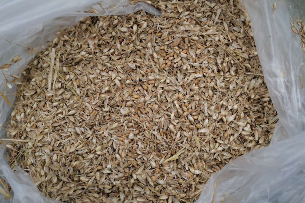 小麦の脱穀と唐箕＋空豆・スナップエンドウ・大根のタネを採種