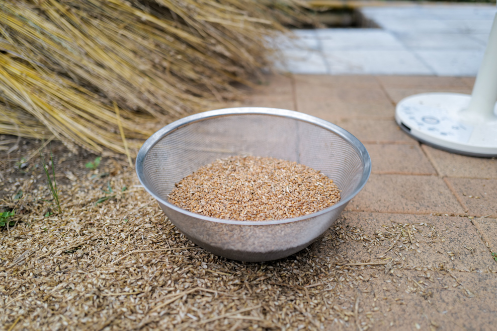 小麦の脱穀と唐箕＋空豆・スナップエンドウ・大根のタネを採種