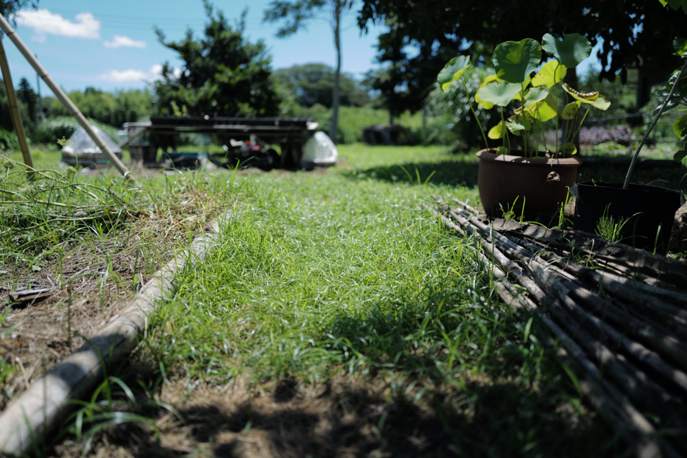 房総フィールドガーデニング　雑草ハマスゲの芝を作る　小屋の掃除、おちちやさんのお弁当、キウイの剪定