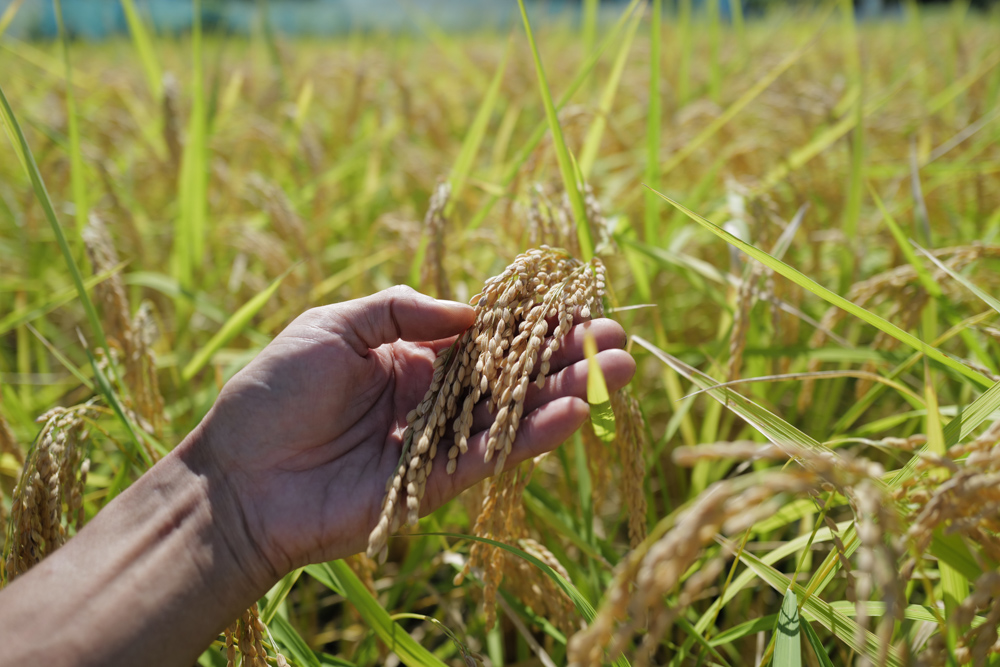 2022年 房総オルタナティブ米の稲刈り始まる！