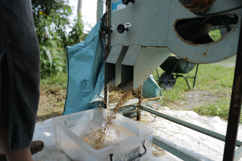 2022年 房総オルタナティブ米 脱穀DAY3　龍の瞳を脱穀して今年のお米づくり完了！
