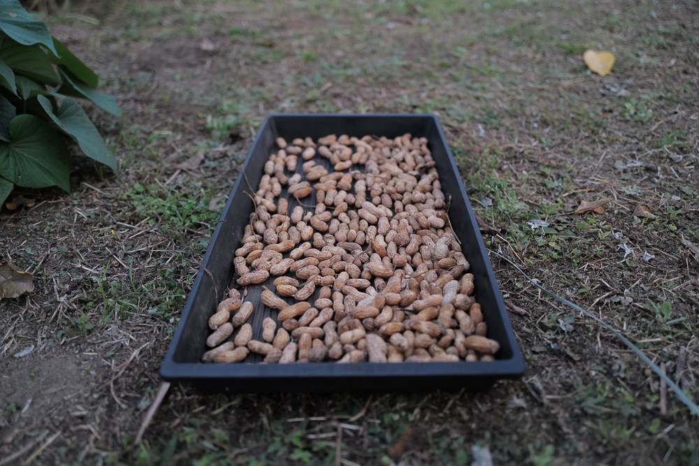 2022年ピーナッツとハヤトウリの収穫
