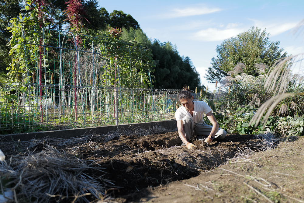 秋の野良仕事　里芋の収穫と空豆の種まき第1弾、玉ねぎの苗植え付け