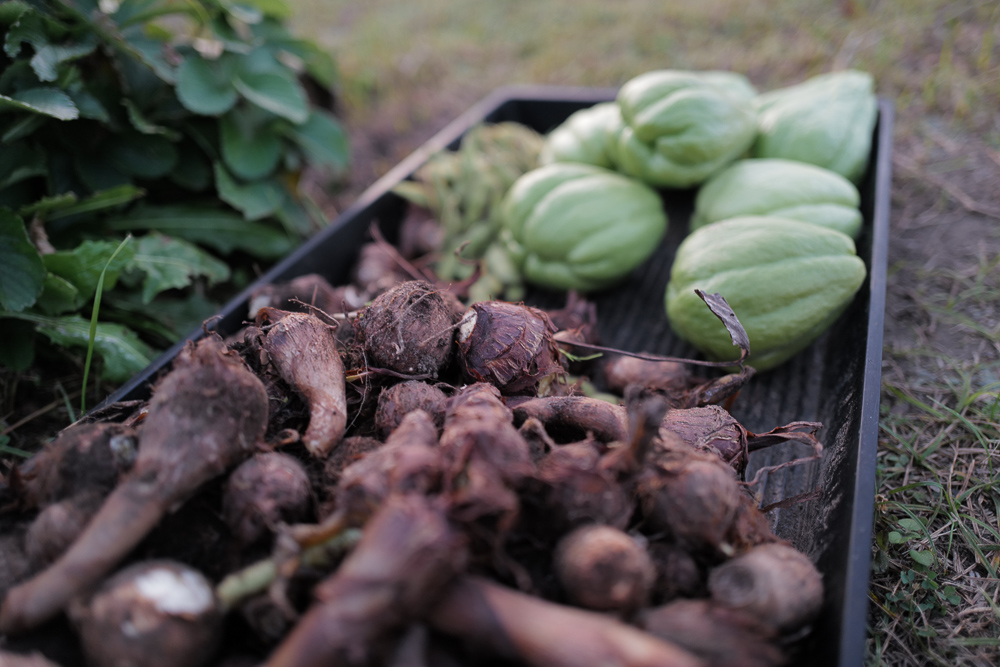 秋の野良仕事　里芋の収穫と空豆の種まき第1弾、玉ねぎの苗植え付け