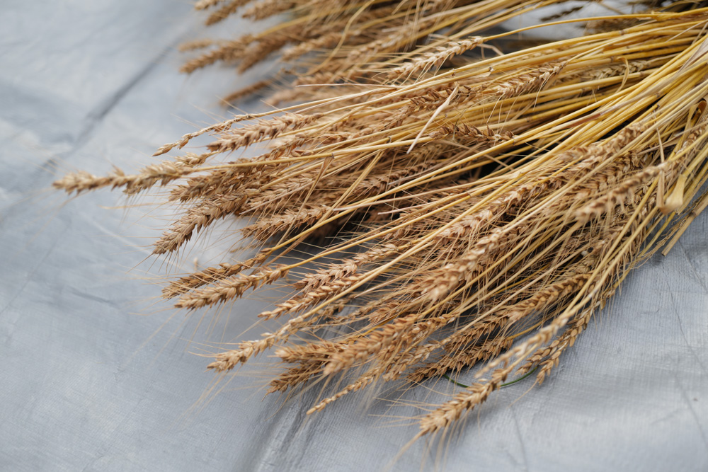 「知ってる」と「出来る」の間には大きなギャップがある なぜ食べもしない小麦を作り続けるのか?!