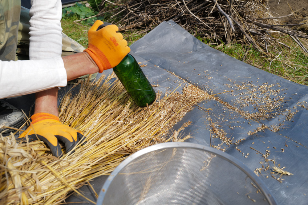「知ってる」と「出来る」の間には大きなギャップがある なぜ食べもしない小麦を作り続けるのか?!