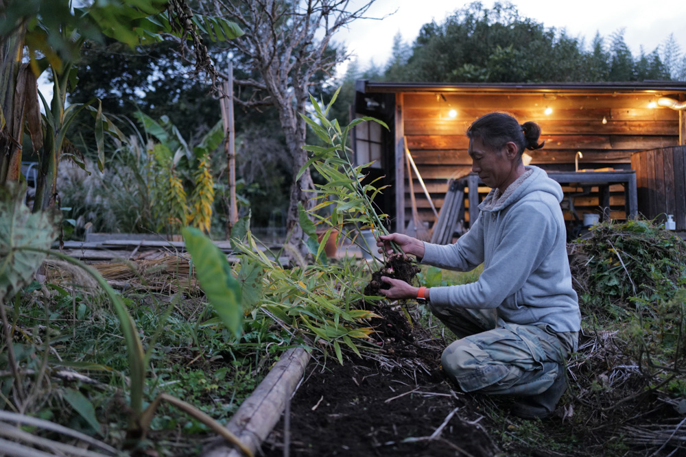 小屋の土留め補修と生姜の収穫