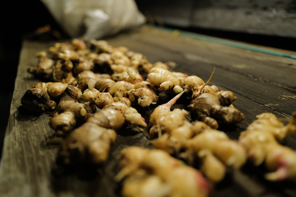 小屋の土留め補修と生姜の収穫