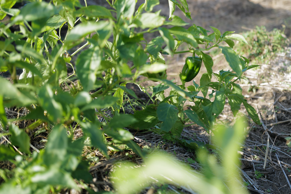 徐々に整う房総フィールド 小屋の土留め補修完了+夏野菜の撤去