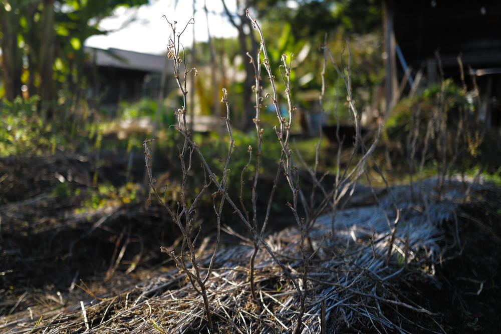 徐々に整う房総フィールド 小屋の土留め補修完了+夏野菜の撤去