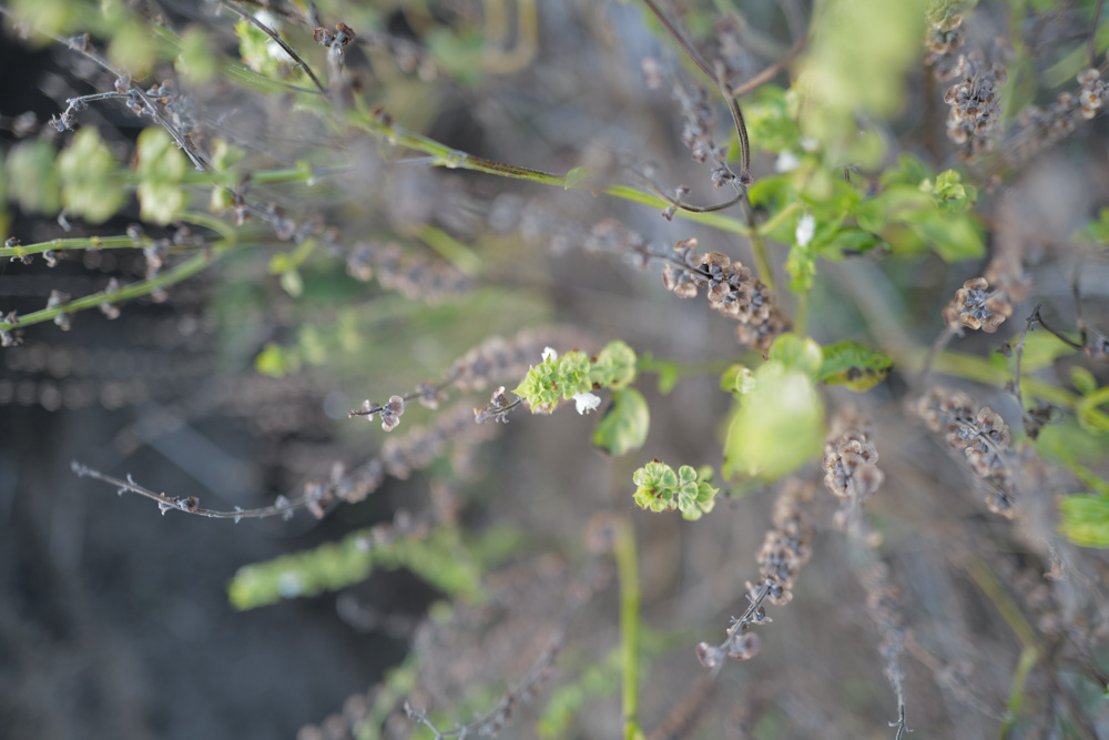 徐々に整う房総フィールド 小屋の土留め補修完了+夏野菜の撤去