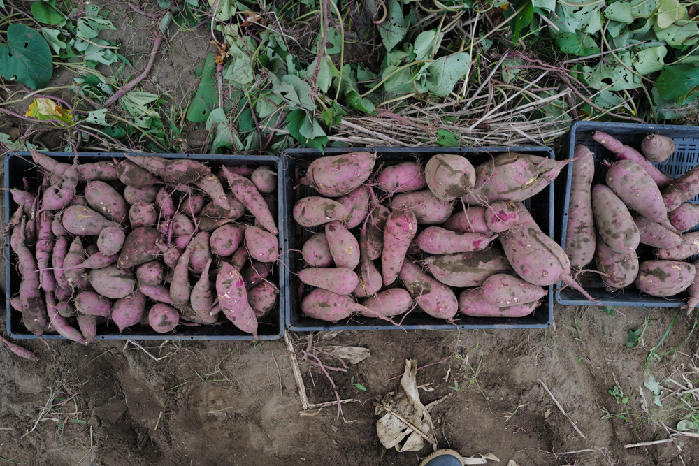 秋の収穫スタート さつまいも掘り・小豆の収穫