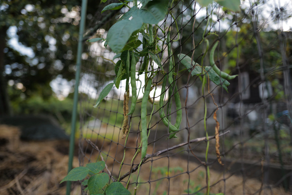 秋の収穫スタート さつまいも掘り・小豆の収穫