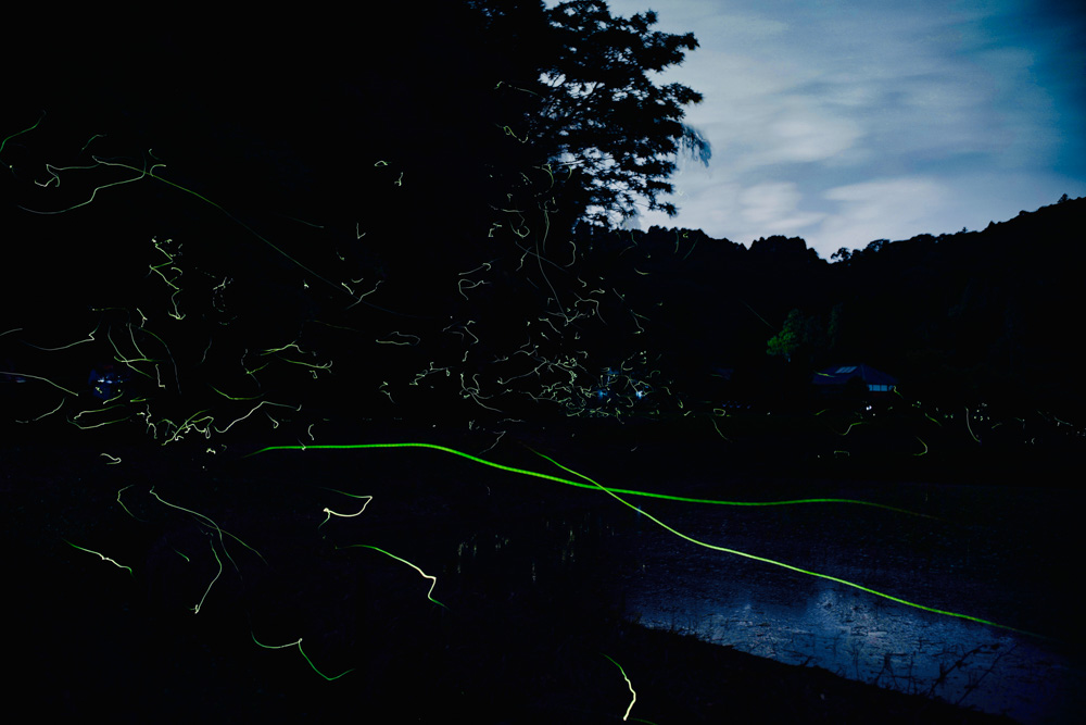 房総 いすみで蛍を眺める 2025　Leica Summilux 35mm F1.4 ASPH FLE II＋Sony α7R III