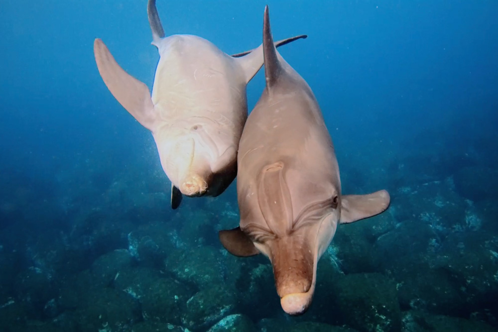 御蔵島で野生のイルカと泳ぐ