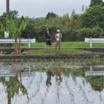 2025年 房総オルタナティブ米　田植え DAY2