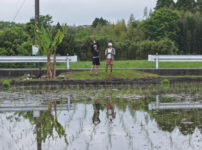 2025年 房総オルタナティブ米　田植え DAY2