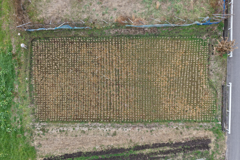 いよいよラストスパートへ! 田起こし DAY11