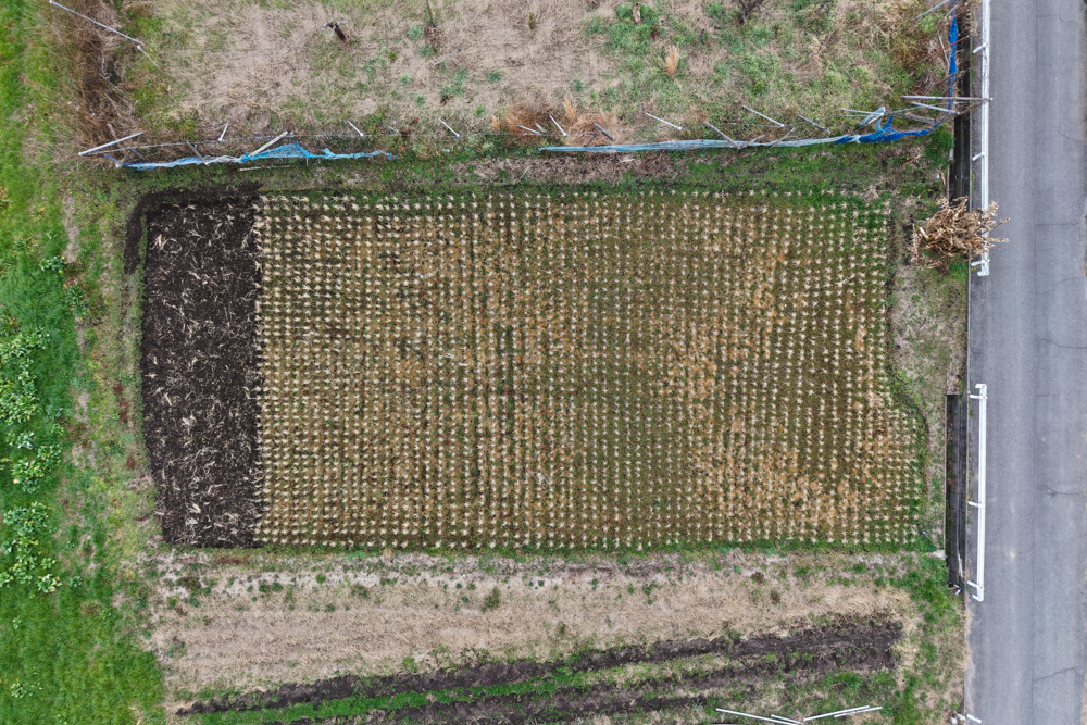 蓮の鉢に氷が張り、水仙が咲く　田起こしDAY2