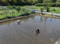 房総オルタナティブ米2026　田植えDAY2