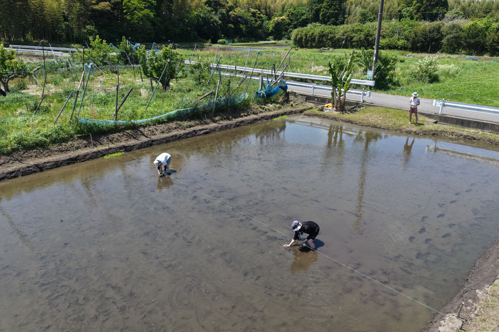 房総オルタナティブ米2026　田植えDAY2