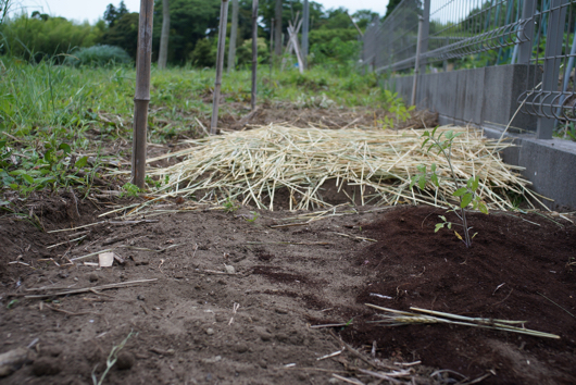コーヒーの残渣、麦藁、雑草堆肥の実験区画