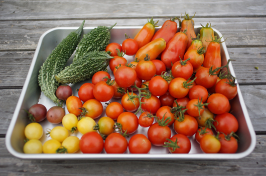 トマトとゴーヤ収穫