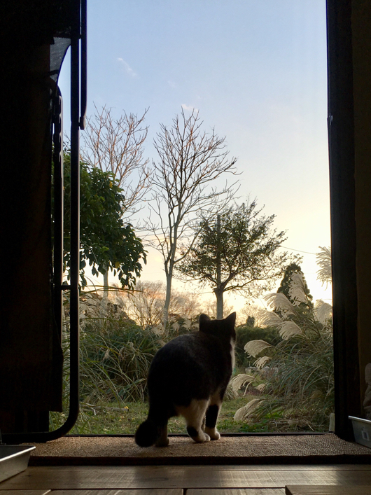 野良猫と夕陽を眺める