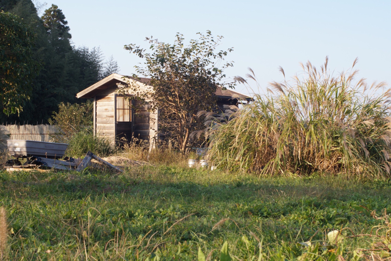 房総フィールドガーデン 小麦の種まき、さつまいも＋里芋収穫 夕陽を浴びる小屋