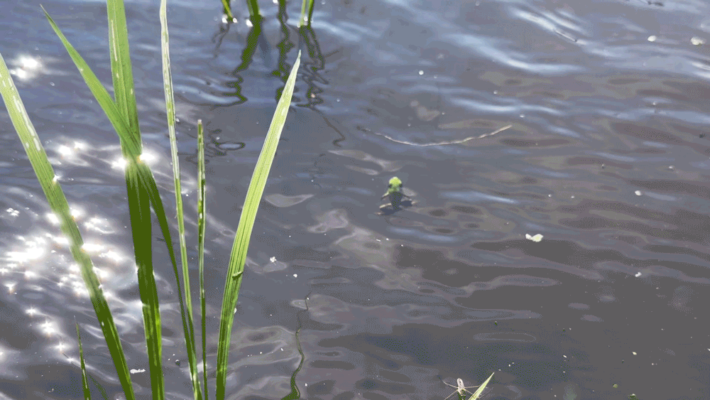 水の戯れ、蛙と戯れ