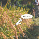 販売します！ 房総オルタナティブ米 「コシヒカリ」と「龍の瞳」食べくらべセット