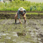 田んぼの雑草取りと抜け落ちた苗の補植 1回目の2日目