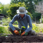 さつまいもの苗、植え付け2026