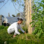 パーゴラ周りの雑草取りとゴーヤの準備
