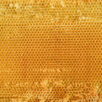 鴨川の養蜂家さんを訪ね、はちみつが出来るまでの工程を教えてもらう