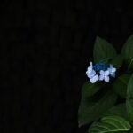 Leica M EV1＋Summicron C 40mm F2で紫陽花を撮る＠王子 飛鳥山公園