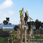 春めいてきた房総　レタスミックスの種下ろし