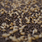 房総オルタナティブ米2026 苗づくり