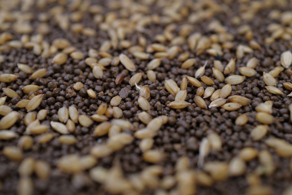 房総オルタナティブ米2026 苗づくり