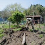 表面だけ見ていてもわからないこと　メイン区画の雑草取り＆抜根