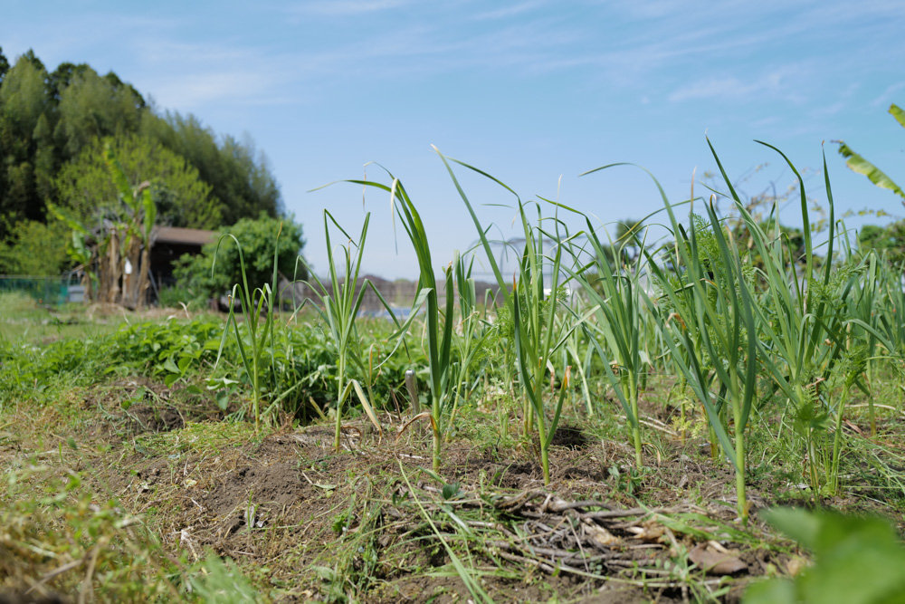 ニンニク区画の雑草取り